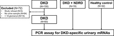 Urinary mRNA Signatures as Predictors of Renal Function Decline in Patients With Biopsy-Proven Diabetic Kidney Disease